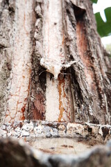 The tapped pine sap is then processed to produce gondorukem and turpentine which are raw materials for advanced industries