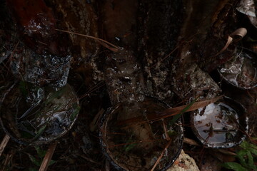 Cuts on pine trunk to collect resin