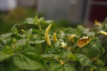 Closeup Green Chilli peppers, chili, chile,chilli in the garden.