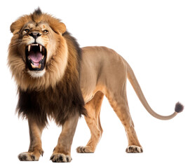 Obraz premium PNG Wildlife mammal animal aggression.