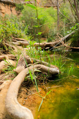 Green landscapes of Chulilla, Spain, featuring water, rivers, reeds, and rocky terrains