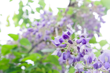Fototapeta premium 満開に咲いた藤の花