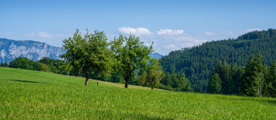 Green alpine meadow on a hilltop near Attersee in Upper Austria. Sunny summer day, green grass, trees and blue sky. Alps and forest in the background.