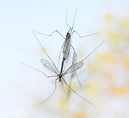 Mosquitos mating on my window at daylight.