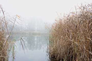 Peaceful misty lake with beautiful tall grass in the foreground under the clear blue sky