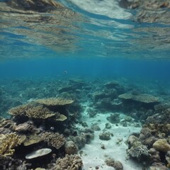 Obraz premium crystal clear ocean with colorful fish