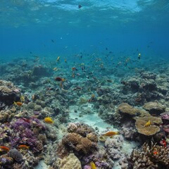 Fototapeta premium crystal clear ocean with colorful fish