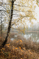Tall Birch Tree by Foggy Autumn Lake with Falling Leaves and Calm Water