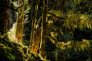 Morning sun beams shining through beech trees in Kahurangi National Park, New Zealand