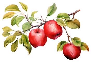 PNG Apple branch fruit plant.