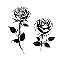 Rose Flower Illustration Design