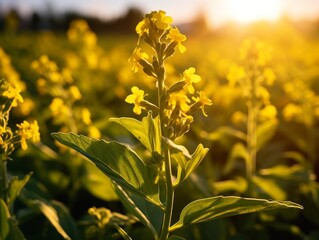Obraz premium Vibrant yellow wildflowers in a field at sunset