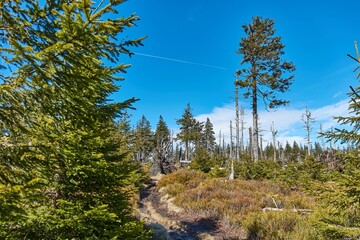 Hiking in mountains, pine trees
