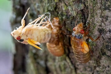 Clinging to the rough, moss-covered bark of a towering tree, the cicada emerges from its nymphal...