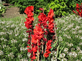 tall columns of red blossoms over a field of smaller white flowers