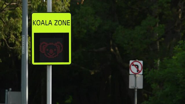 Medium shot red green flashing Koala zone safety warning sign traffic vehicles copy space 