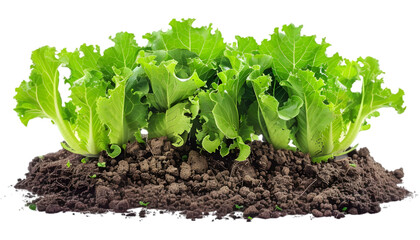 Lettuce growing in the soil isolated on transparent background