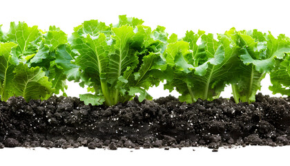 Fresh green salad lettuce growing in field isolate on transparent background
