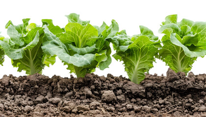 Lettuce growing in the garden on transparent background