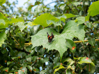 Vanessa Atalanta is sitting on the grape leaf in the garden. Insect pests