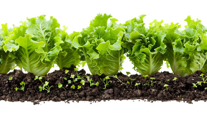Lettuce growing in the soil on transparent background