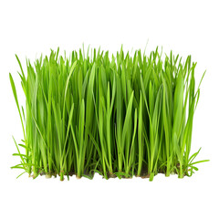 Fresh green grass growing in field isolated on transparent background