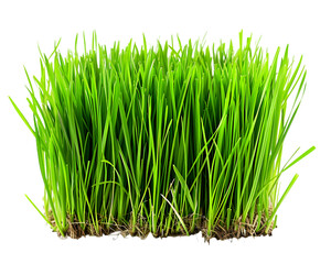 Fresh green grass growing in field isolated on transparent background