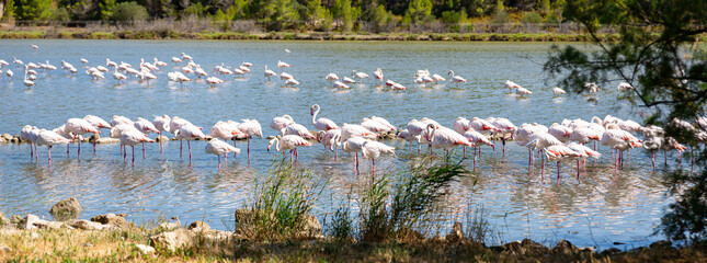 Large flock of greater flamingos gathered on the shore of lake during daytime