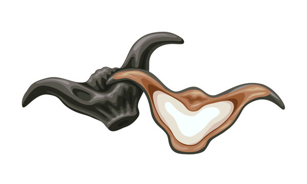 Vector illustration, Water caltrop, also known as buffalo nut, bat nut, devil fruit, and ling nut, isolated on white background.