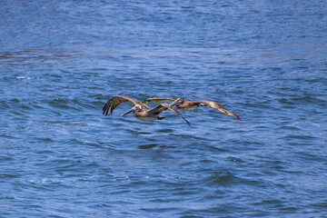 Two California Brown pelicans flying over ocean water