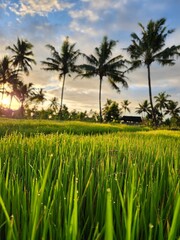 Fototapeta premium Rice Field Morning Vibes