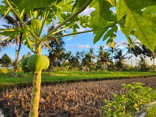 Papaya Tree growth in the farm