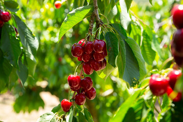 Naklejka premium Closeup of green sweet cherry tree branches with ripe juicy berries in garden. Harvest time