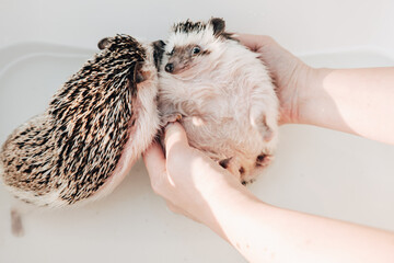 Hedgehog bathing.Two wet hedgehogs in hands .African pygmy hedgehog bathes in a blue bath. process...