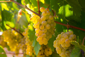 Closeup of clusters of sappy white grapes with blurred vineyard background..