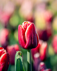 Closeup images of Tulipa Doberman, or Triumph Tulip