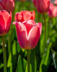 Closeup images of Tulipa Spryng Tide, or Triumph Tulip	