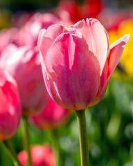 Closeup images of Tulipa Apricona, or Triumph Tulip