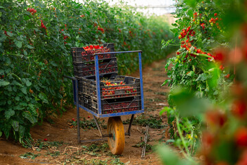 Boxes with red tomatoes on wheelbarrow in farm greenhouse