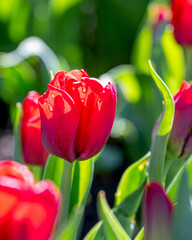 Closeup images of Tulipa Spryng Tide, or Triumph Tulip