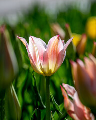 Fototapeta premium Closeup images of Tulipa Ballade Lady, or Lily-flowered Tulip 