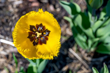 Closeup images of Tulipa Queensland, or Fringed Tulip