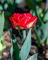 Naklejka premium Closeup images of Tulipa Seadov, or Triumph Tulip