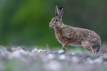 hare