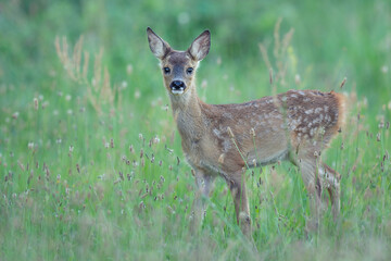 fawn deer