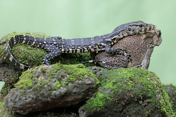 A young salvator monitor lizard attacks a Malayan giant toad on a rock overgrown with moss. This...