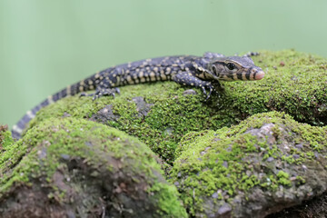 A baby salvator monitor lizard is sunbathing before starting its daily activities. This reptile has...