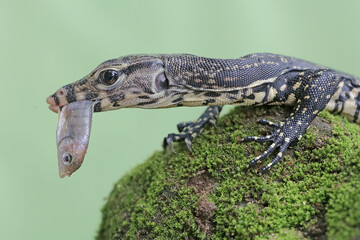 A young salvator monitor lizard is preying on a small fish on a mossy rock. This reptile has the...