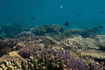 coral reef with fish