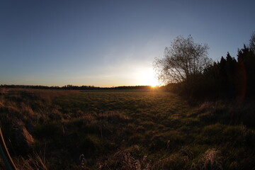 sunrise over the field